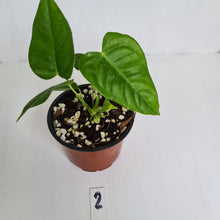 Load image into Gallery viewer, #2 Anthurium Veitchii