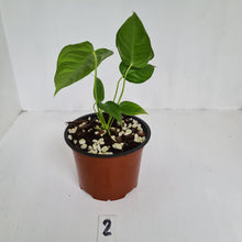 Load image into Gallery viewer, #2 Anthurium Veitchii