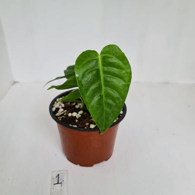#1 Anthurium Veitchii