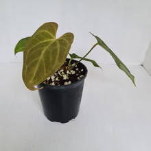 Load image into Gallery viewer, #2 Anthurium &#39;Black Sensation&#39; Hybrid