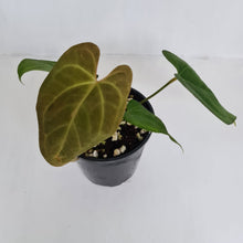 Load image into Gallery viewer, #2 Anthurium &#39;Black Sensation&#39; Hybrid