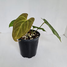 Load image into Gallery viewer, #2 Anthurium &#39;Black Sensation&#39; Hybrid