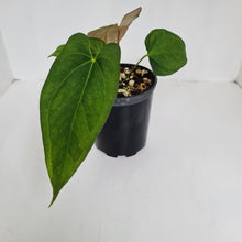 Load image into Gallery viewer, #2 Anthurium &#39;Black Sensation&#39; Hybrid