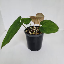 Load image into Gallery viewer, #2 Anthurium &#39;Black Sensation&#39; Hybrid