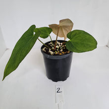 Load image into Gallery viewer, #2 Anthurium &#39;Black Sensation&#39; Hybrid
