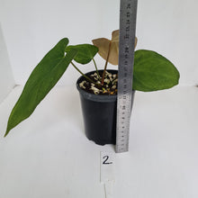 Load image into Gallery viewer, #2 Anthurium &#39;Black Sensation&#39; Hybrid