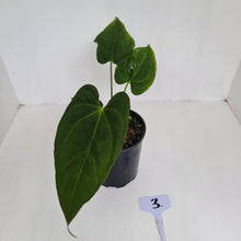 Load image into Gallery viewer, #3 Anthurium &#39;Black Sensation&#39; Hybrid