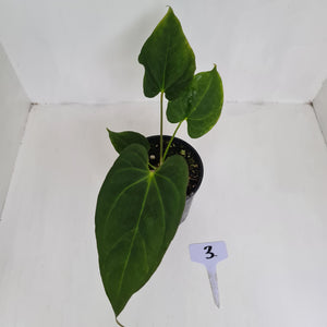 #3 Anthurium 'Black Sensation' Hybrid