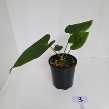 Load image into Gallery viewer, #3 Anthurium &#39;Black Sensation&#39; Hybrid