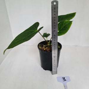 #3 Anthurium 'Black Sensation' Hybrid
