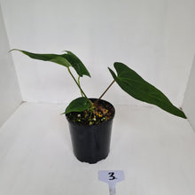 Load image into Gallery viewer, #3 Anthurium &#39;Black Sensation&#39; Hybrid