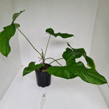 Load image into Gallery viewer, #1 Large Anthurium Balaoanum