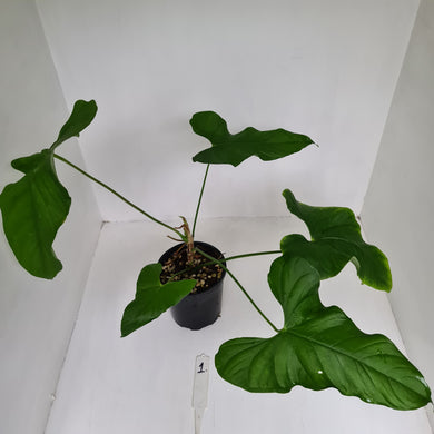#1 Large Anthurium Balaoanum