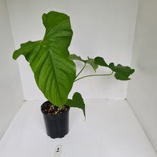 Load image into Gallery viewer, #1 Large Anthurium Balaoanum