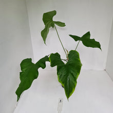 Load image into Gallery viewer, #1 Large Anthurium Balaoanum