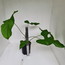 Load image into Gallery viewer, #1 Large Anthurium Balaoanum