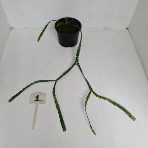 #1 Huperzia Nummularifolia - New Guinea Flat Tassel