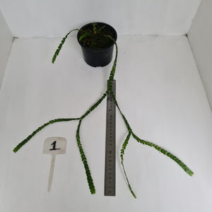 #1 Huperzia Nummularifolia - New Guinea Flat Tassel