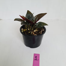Load image into Gallery viewer, #1 Syngonium Erythrophyllum