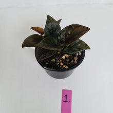 Load image into Gallery viewer, #1 Syngonium Erythrophyllum