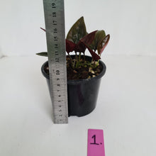 Load image into Gallery viewer, #1 Syngonium Erythrophyllum