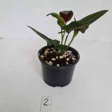 Load image into Gallery viewer, #2 Syngonium Erythrophyllum