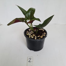Load image into Gallery viewer, #2 Syngonium Erythrophyllum