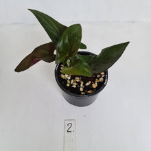 Load image into Gallery viewer, #2 Syngonium Erythrophyllum