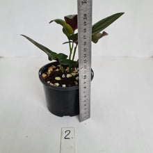 Load image into Gallery viewer, #2 Syngonium Erythrophyllum