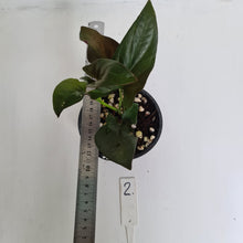 Load image into Gallery viewer, #2 Syngonium Erythrophyllum