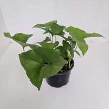 Load image into Gallery viewer, Nephthytis Swainei