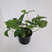 Load image into Gallery viewer, Nephthytis Swainei