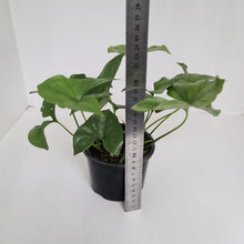 Load image into Gallery viewer, Nephthytis Swainei