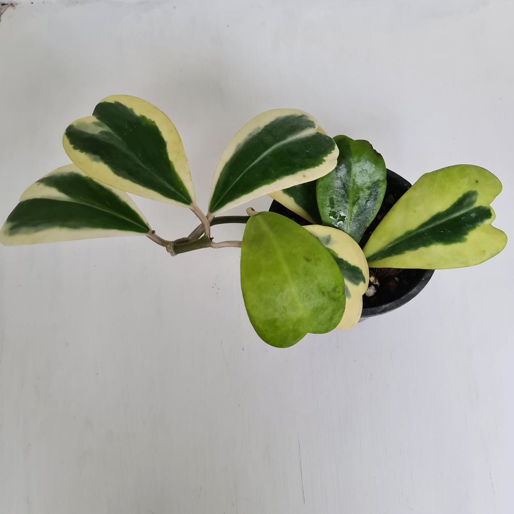 Variegated Hoya Kerrii