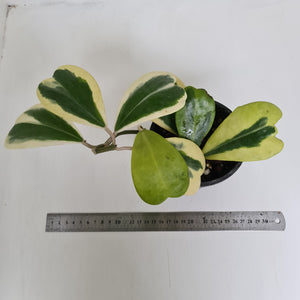 Variegated Hoya Kerrii