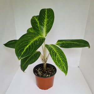 Aglaonema 'Golden Sands'