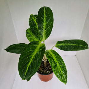 Aglaonema 'Golden Sands'