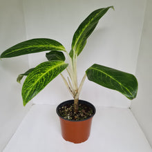 Load image into Gallery viewer, Aglaonema &#39;Golden Sands&#39;