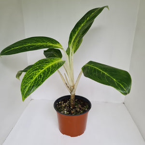 Aglaonema 'Golden Sands'