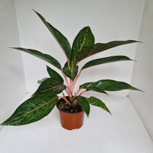 Load image into Gallery viewer, Aglaonema Hybrid