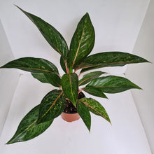 Load image into Gallery viewer, Aglaonema Hybrid