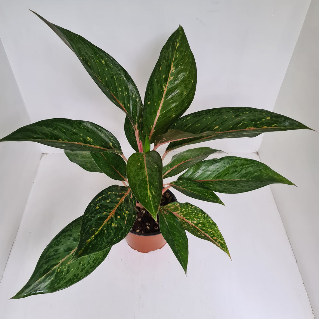 Aglaonema Hybrid