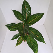Load image into Gallery viewer, Aglaonema Hybrid