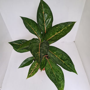 Aglaonema Hybrid