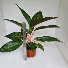 Load image into Gallery viewer, Aglaonema Hybrid