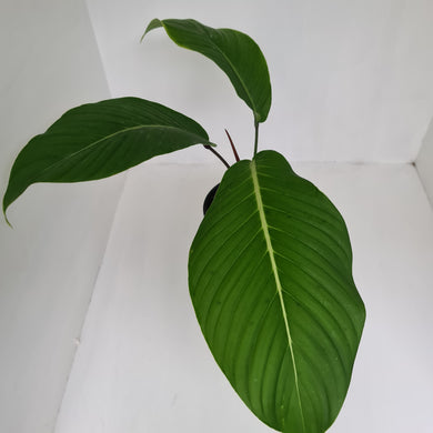 Philodendron Geniculatum