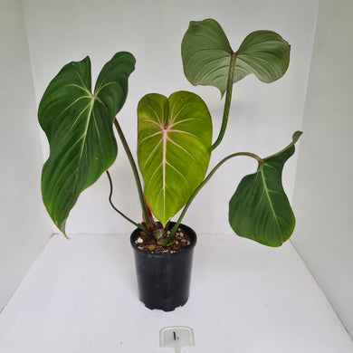 #1 Philodendron Gloriosum