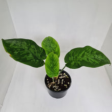 Load image into Gallery viewer, Schismatoglottis Tricolor