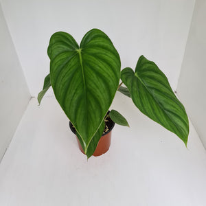 Philodendron Pastazanum