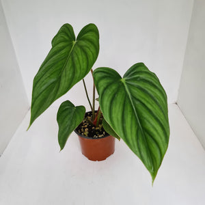 Philodendron Pastazanum